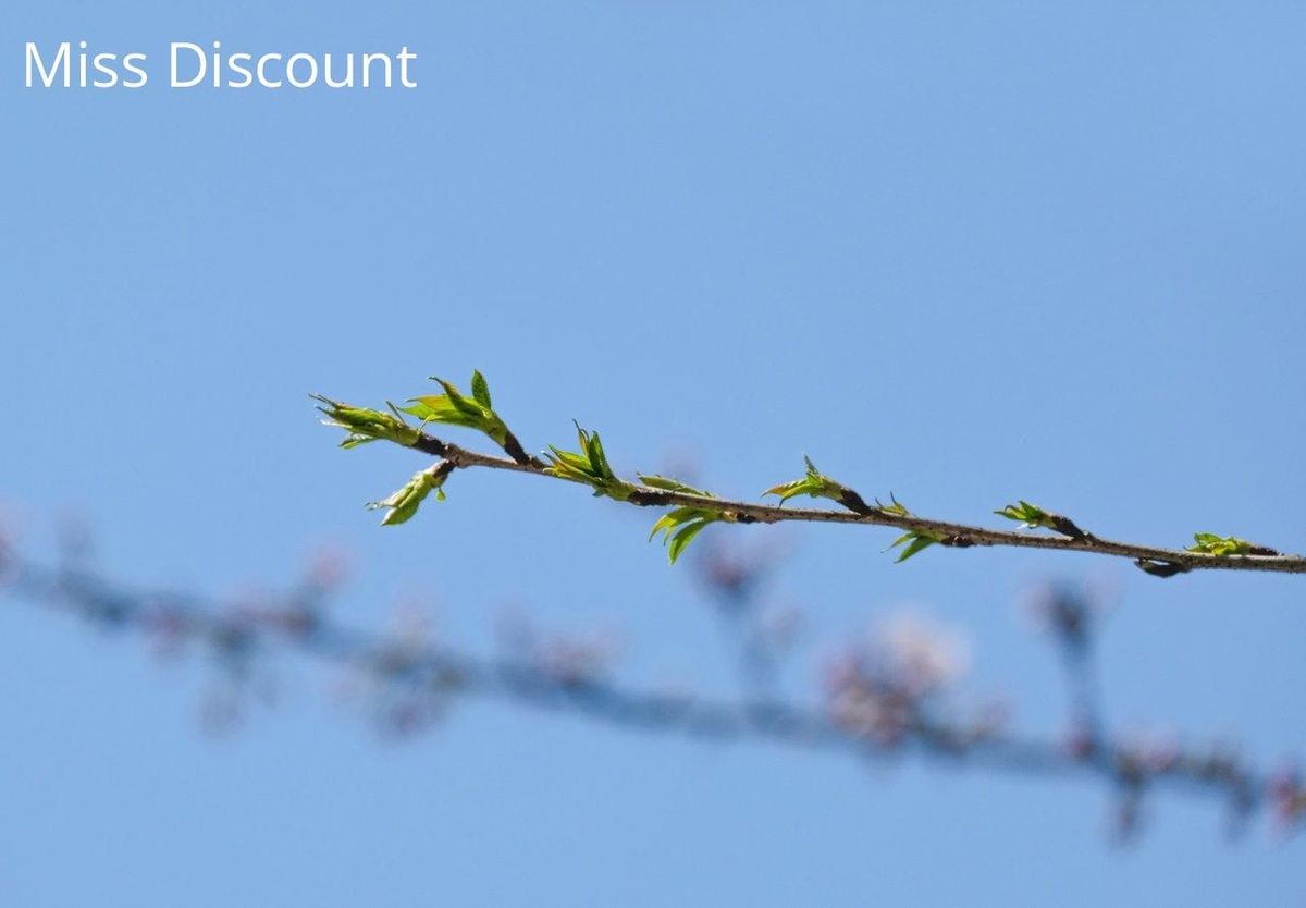 Bourgeons frais sur fond de ciel bleu, inspirant les teintes pastel des tops printemps 2025.